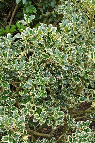 523056 - Common holly (Ilex aquifolium 'Argentea Marginata')