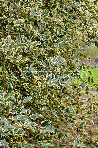 553036 - Common holly (Ilex aquifolium 'Aureomarginata')