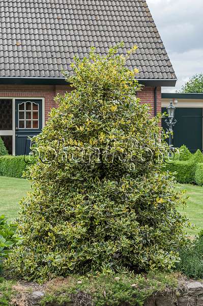 651338 - Common holly (Ilex aquifolium 'Golden van Tol')