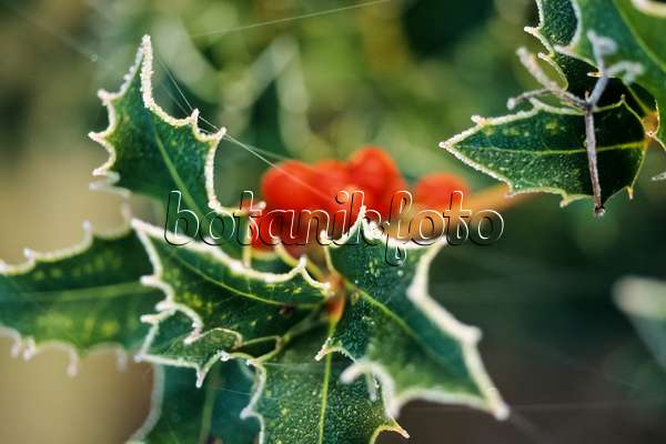 432048 - Common holly (Ilex aquifolium) with hoar frost
