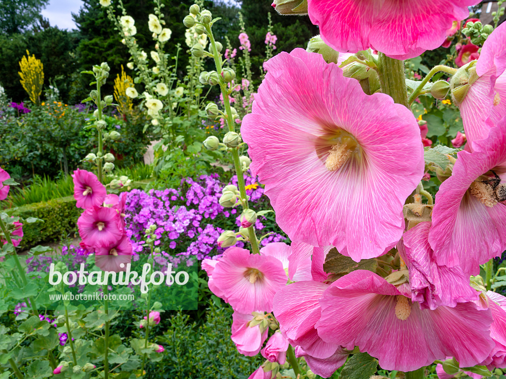 462169 - Common hollyhock (Alcea rosea)