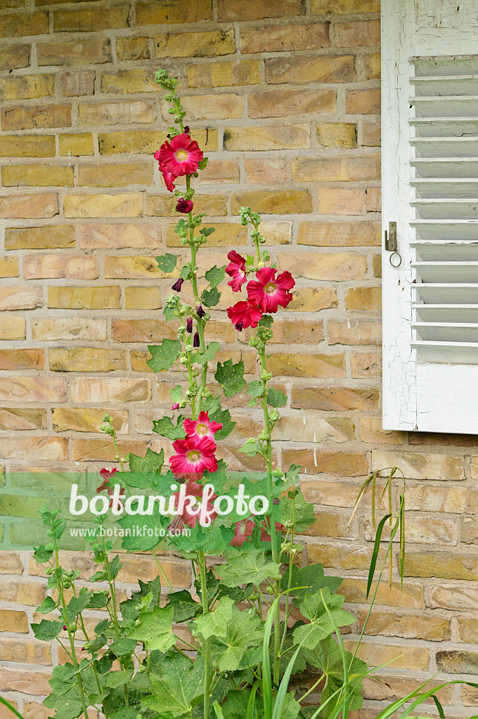 474022 - Common hollyhock (Alcea rosea)