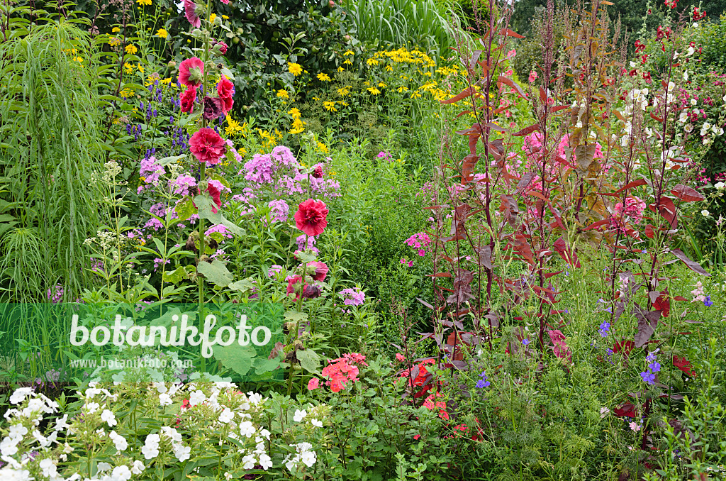 534521 - Common hollyhock (Alcea rosea), garden phlox (Phlox paniculata) and red garden orache (Atriplex hortensis var. rubra)