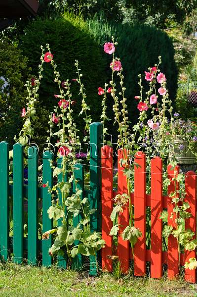474417 - Common hollyhock (Alcea rosea) with colourful garden fence