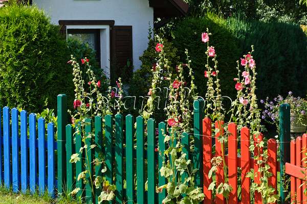 474418 - Common hollyhock (Alcea rosea) with colourful garden fence