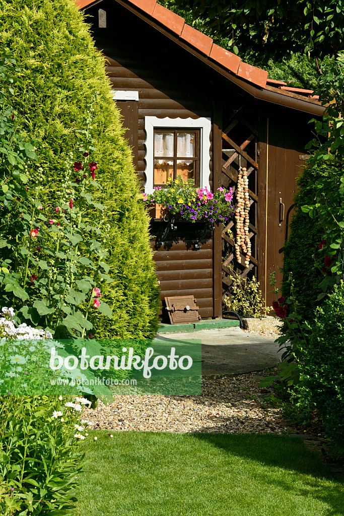 558010 - Common hollyhocks (Alcea rosea), arborvitae (Thuja), Calibrachoa and petunias (Petunia) in front of a garden house