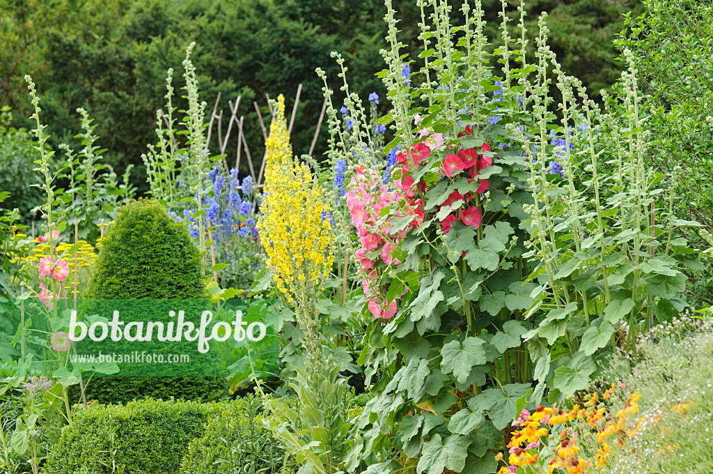 486061 - Common hollyhocks (Alcea rosea) and mulleins (Verbascum)