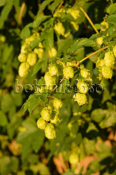 524011 - Common hop (Humulus lupulus)