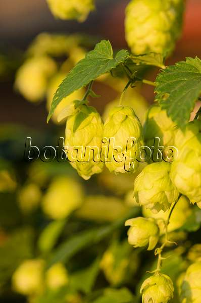 524014 - Common hop (Humulus lupulus)