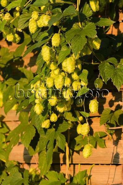 524015 - Common hop (Humulus lupulus)