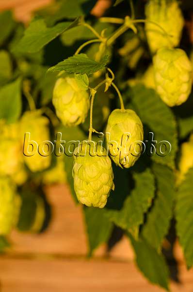 524017 - Common hop (Humulus lupulus)