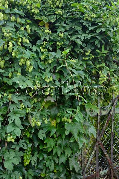 524089 - Common hop (Humulus lupulus)