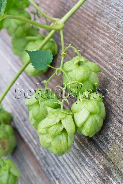 548104 - Common hop (Humulus lupulus)