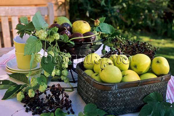 442085 - Common hop (Humulus lupulus), orchard apple (Malus x domestica), plum (Prunus domestica) and common elder (Sambucus nigra)