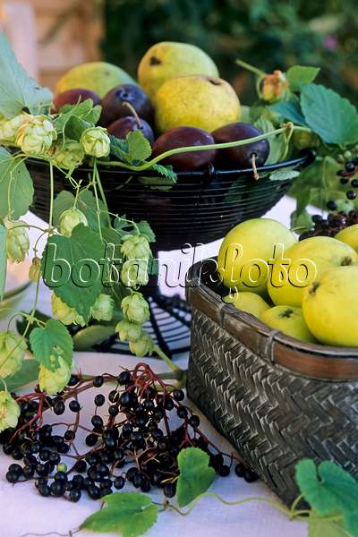 442086 - Common hop (Humulus lupulus), orchard apple (Malus x domestica), plum (Prunus domestica) and common elder (Sambucus nigra)