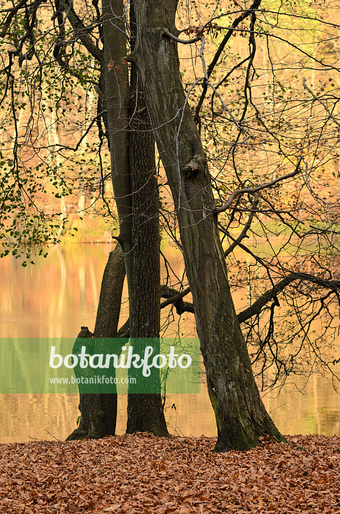 525448 - Common hornbeam (Carpinus betulus) and common alder (Alnus glutinosa) at the Hellsee, Biesenthaler Becken Nature Reserve, Brandenburg, Germany