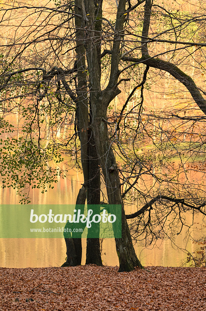 525449 - Common hornbeam (Carpinus betulus) and common alder (Alnus glutinosa) at the Hellsee, Biesenthaler Becken Nature Reserve, Brandenburg, Germany