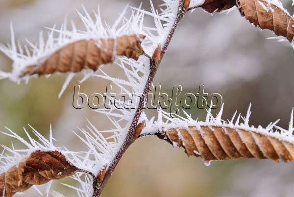 465078 - Common hornbeam (Carpinus betulus) with hoar frost