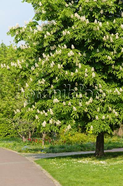 495360 - Common horse chestnut (Aesculus hippocastanum)