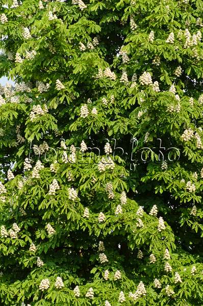 495361 - Common horse chestnut (Aesculus hippocastanum)