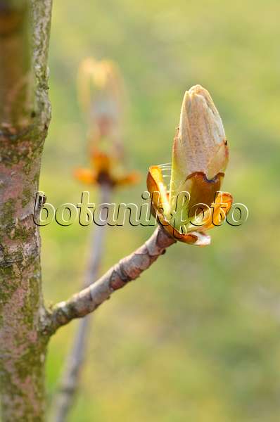 507005 - Common horse chestnut (Aesculus hippocastanum)