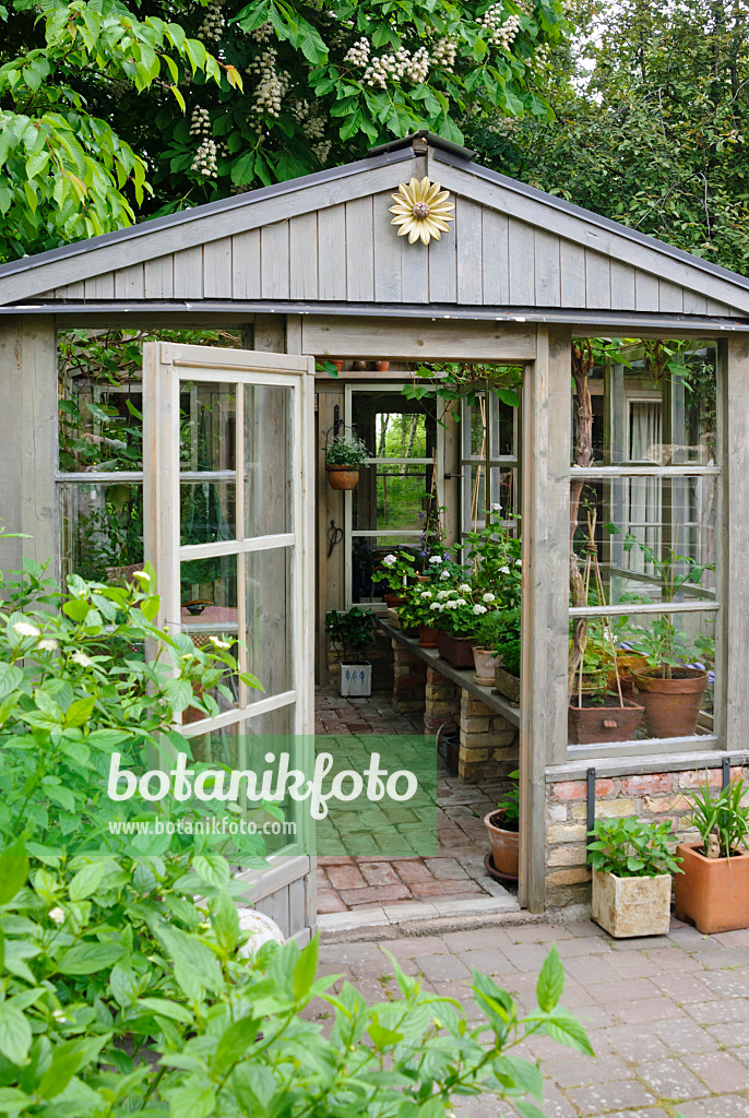 509141 - Common horse chestnut (Aesculus hippocastanum) above a wooden greenhouse with base, floor and table legs made of red bricks