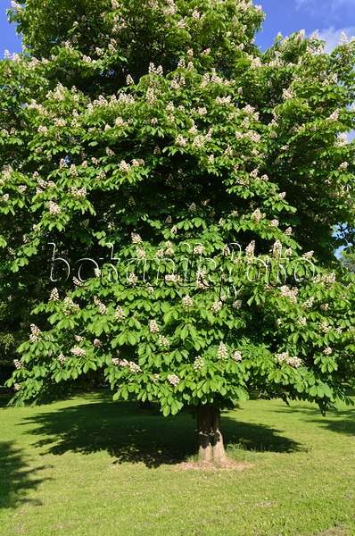 520250 - Common horse chestnut (Aesculus hippocastanum)