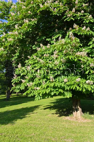 520251 - Common horse chestnut (Aesculus hippocastanum)