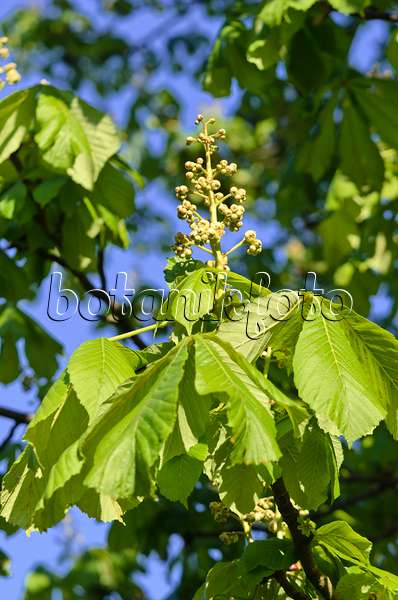531167 - Common horse chestnut (Aesculus hippocastanum)