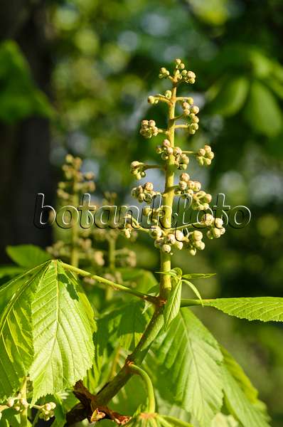 531168 - Common horse chestnut (Aesculus hippocastanum)