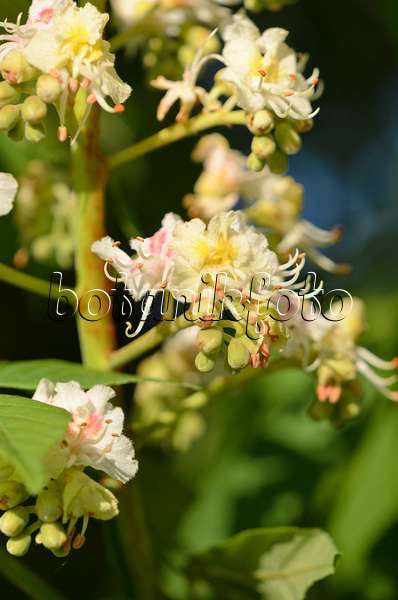 531170 - Common horse chestnut (Aesculus hippocastanum)
