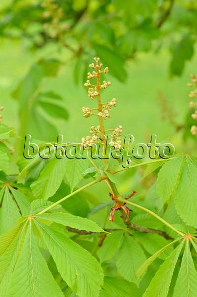 531212 - Common horse chestnut (Aesculus hippocastanum)