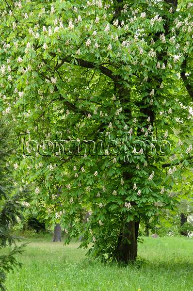 544065 - Common horse chestnut (Aesculus hippocastanum)
