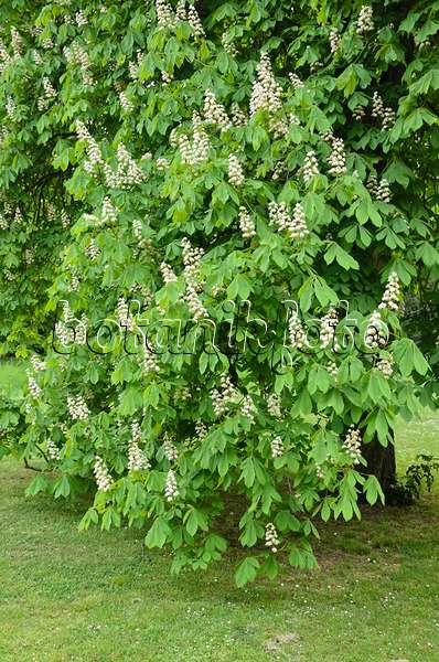 544066 - Common horse chestnut (Aesculus hippocastanum)