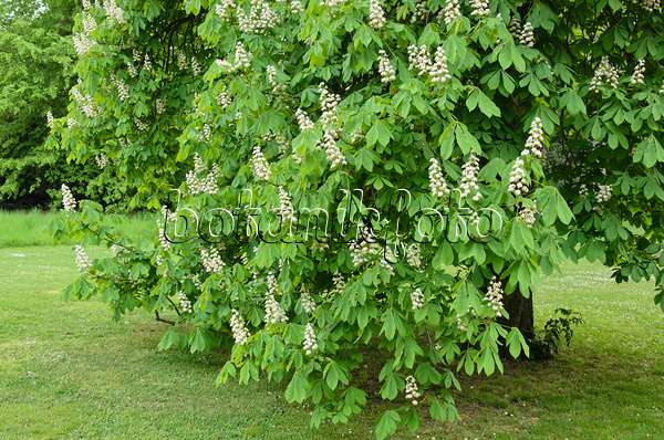 544067 - Common horse chestnut (Aesculus hippocastanum)
