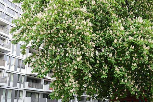 544072 - Common horse chestnut (Aesculus hippocastanum)