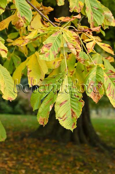 549038 - Common horse chestnut (Aesculus hippocastanum) and horse-chestnut leaf miner (Cameraria ohridella)
