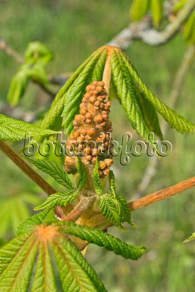 555108 - Common horse chestnut (Aesculus hippocastanum)