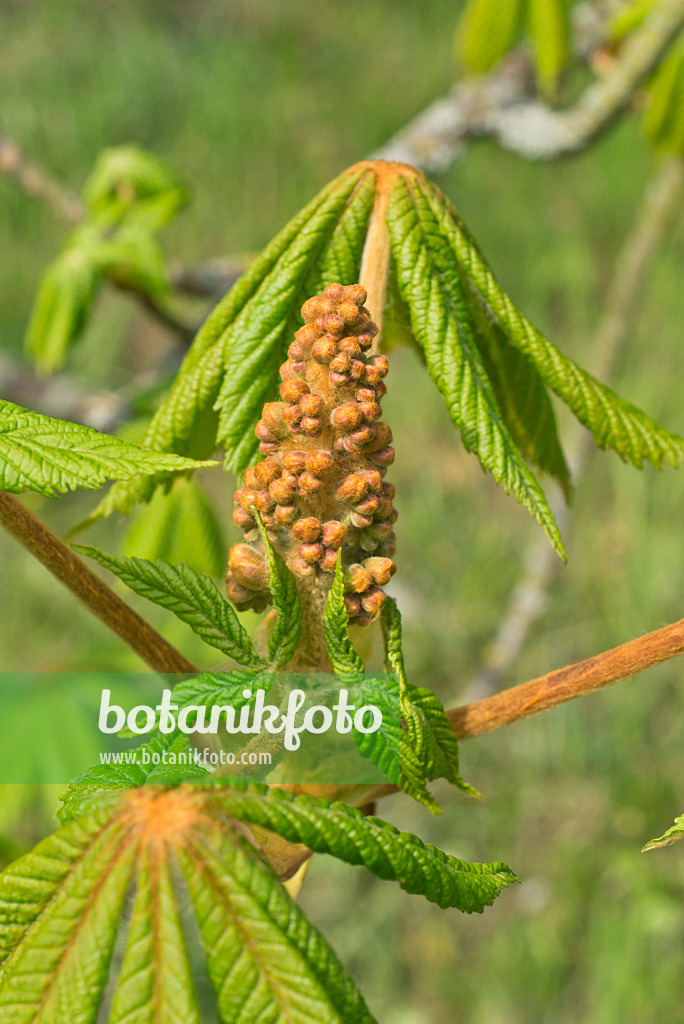 555108 - Common horse chestnut (Aesculus hippocastanum)