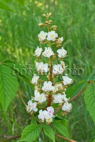 556104 - Common horse chestnut (Aesculus hippocastanum)