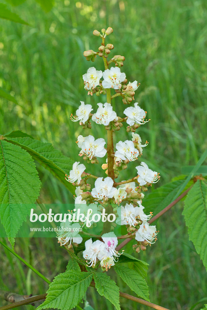 556104 - Common horse chestnut (Aesculus hippocastanum)