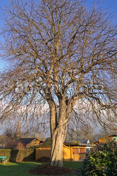 565036 - Common horse chestnut (Aesculus hippocastanum)