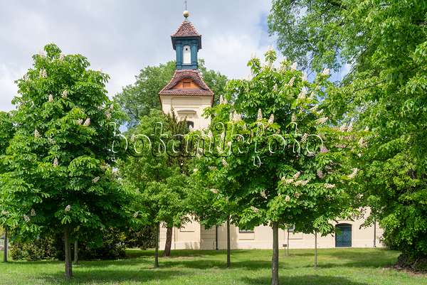 625080 - Common horse chestnut (Aesculus hippocastanum) in front of a church