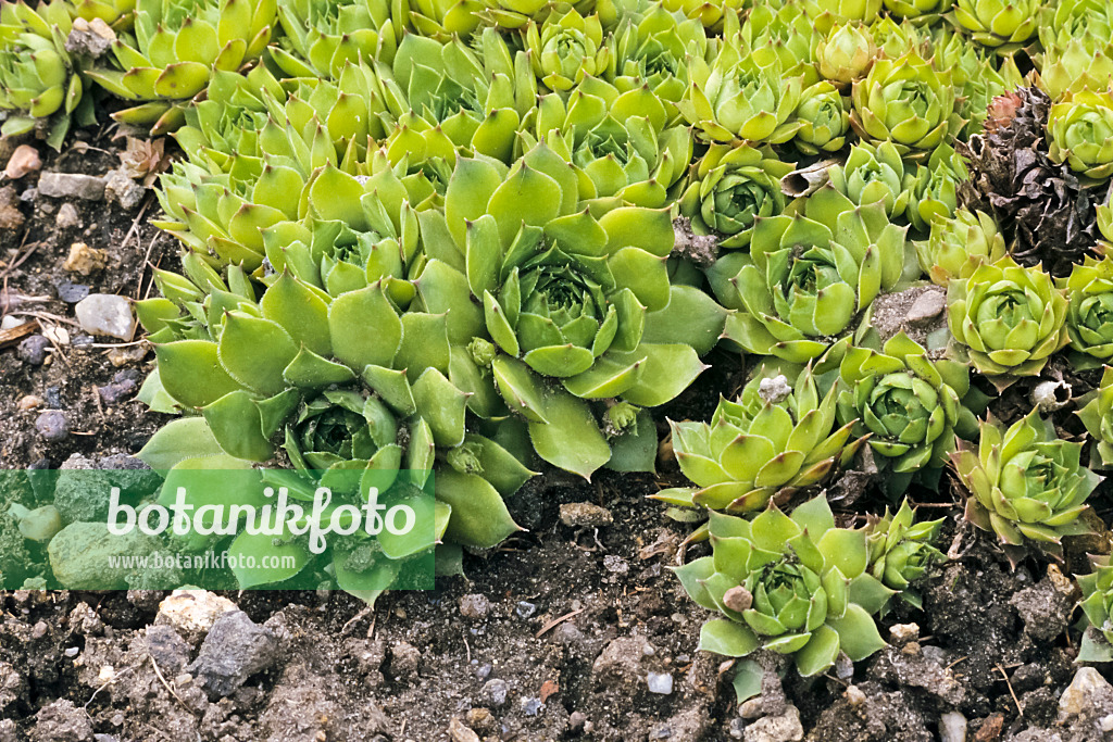 366007 - Common houseleek (Sempervivum tectorum)