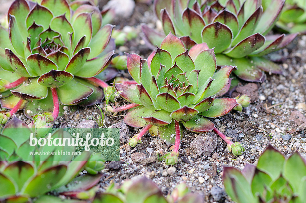 484316 - Common houseleek (Sempervivum tectorum) with offshoots