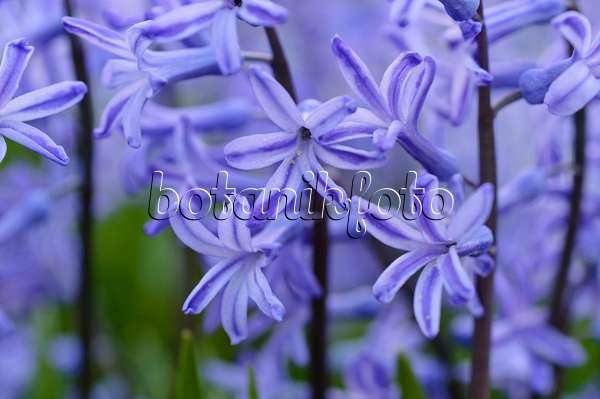 471032 - Common hyacinth (Hyacinthus orientalis)