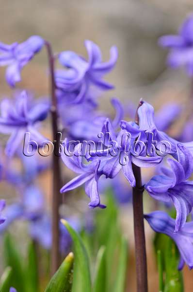 519064 - Common hyacinth (Hyacinthus orientalis)