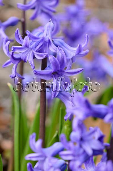 519065 - Common hyacinth (Hyacinthus orientalis)