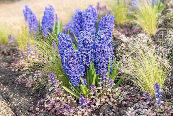 616409 - Common hyacinth (Hyacinthus orientalis 'Blue Jacket')