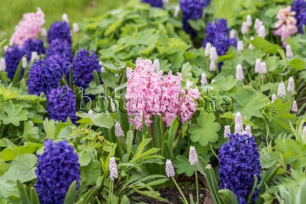616411 - Common hyacinth (Hyacinthus orientalis 'Fondant')